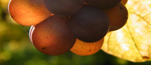 bio-wein