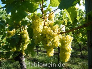 weinlese-pfalz Weinlese 2012 in der Pfalz