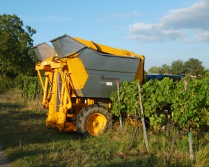 Trauben-Vollernter im Bioweinberg