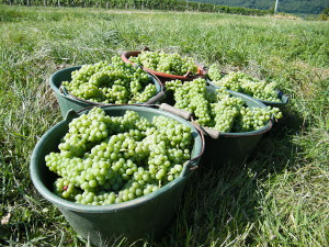 Verjus Traubenlese 2013