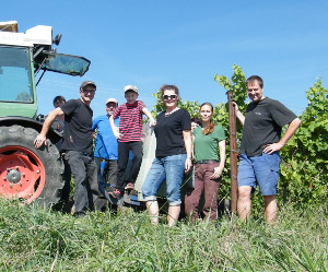 Traubenlese 2013 für Verjus Weinlese 2013