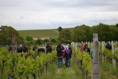 Terroir-Weinwanderung und Weinprobe