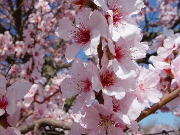 Mandelblüte in der Südpfalz