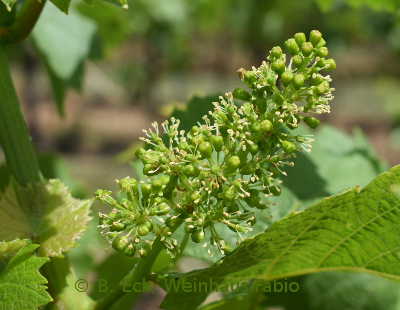 Rebblüten Weinwanderung