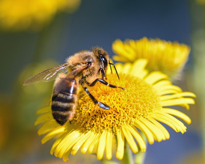 bienen