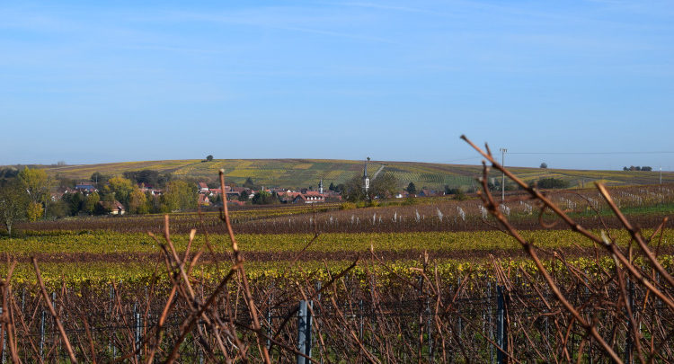 Termine 2019 für Terriorwanderungen mit Weinprobe in der Pfalz