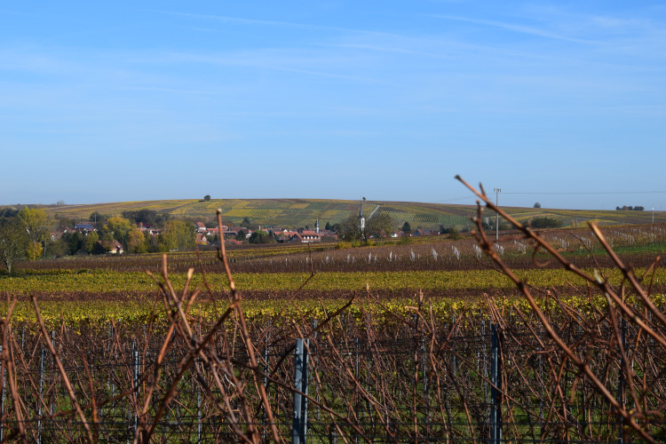 Termine 2019 für Terriorwanderungen mit Weinprobe in der Pfalz