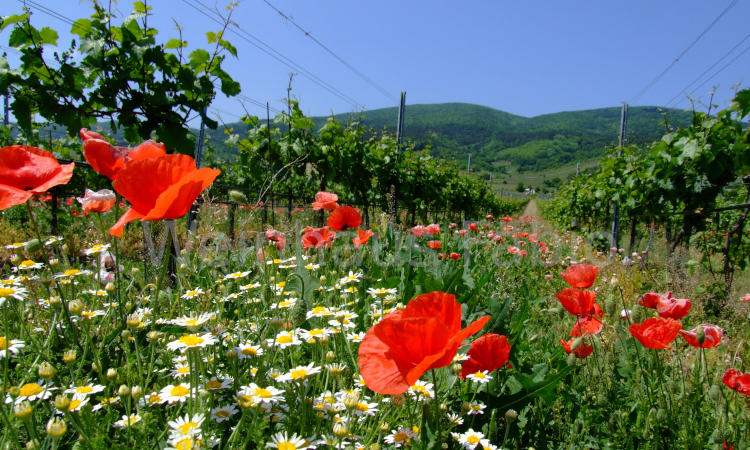 Biowein