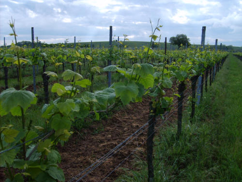 weinbergwanderung corona